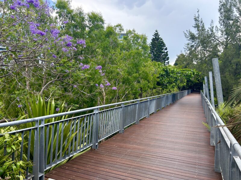 Renewed boardwalk curving through the treetops beside a flowering purple jacaranda.