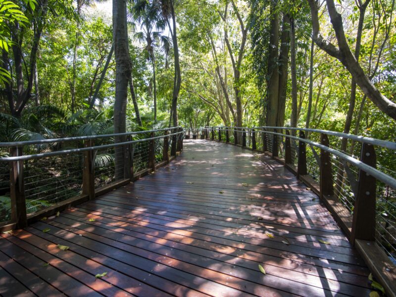 Gently curving hardwood boardwalk with steel handrails winding through tall rainforest trees.