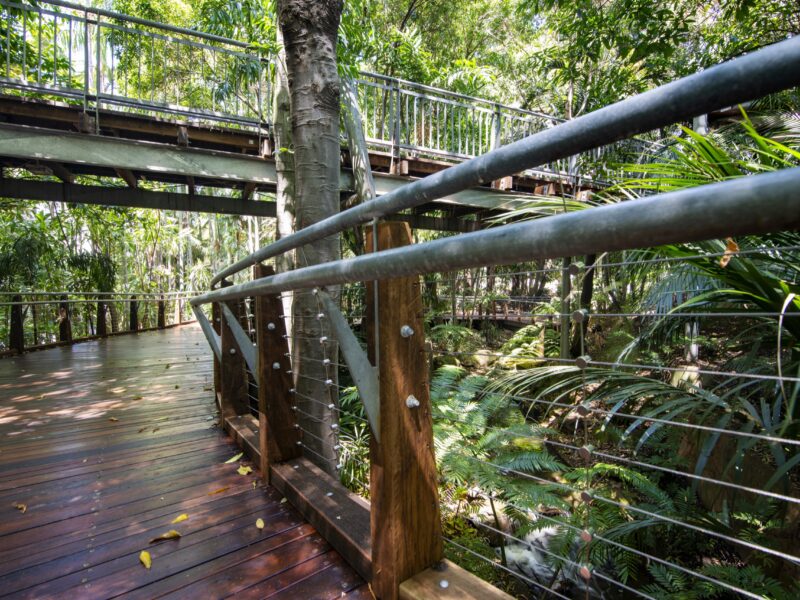 Deck and handrail in the foreground with the elevated walkway spanning overhead through the rainforest.
